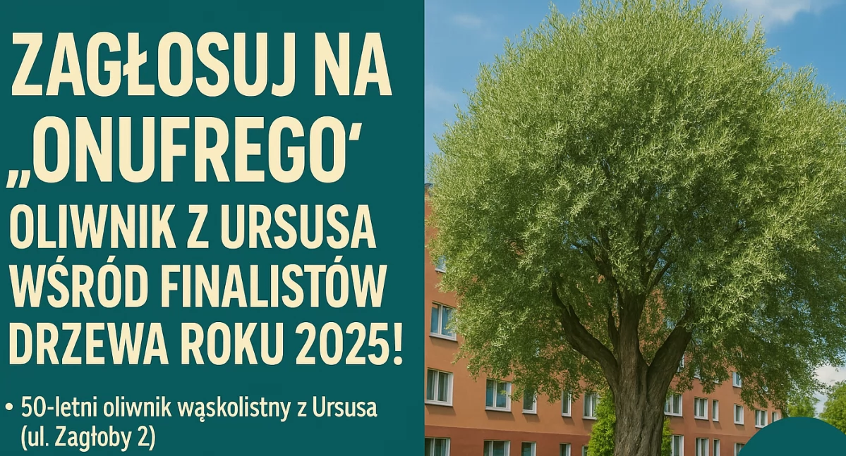 Urząd dzielnicy, Zagłosuj „Onufrego” oliwnik Ursusa wśród finalistów Drzewa 2025! - zdjęcie, fotografia