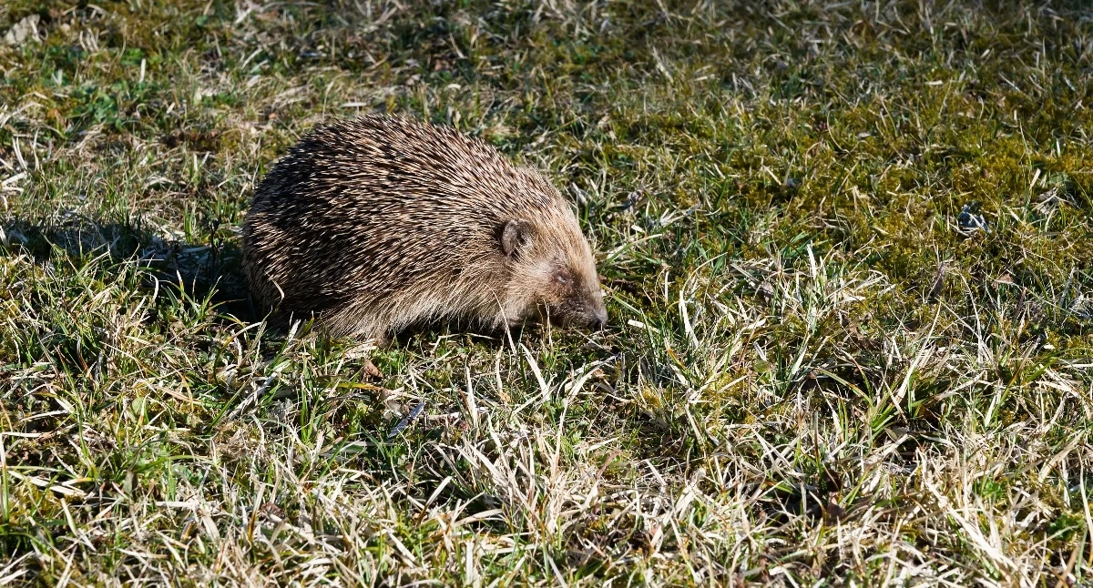 Zwierzęta, Jeże wychodzą ulice Kierowcy powinni zwolnić - zdjęcie, fotografia