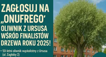 Zagłosuj na „Onufrego” – oliwnik z Ursusa wśród finalistów Drzewa Roku 2025!