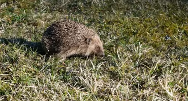 Jeże wychodzą na ulice. Kierowcy powinni zwolnić
